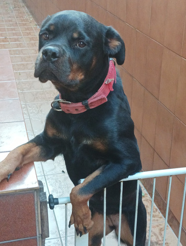 Doação De Rottweiler Fêmea 1 Ano E 5 Meses