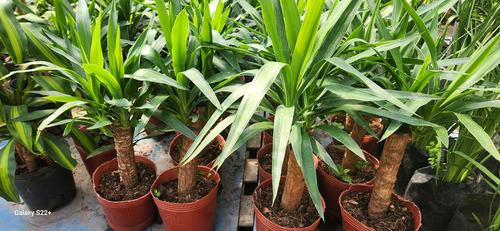 Yucca Pata De Elefante ( Elephantipes ) Gigantes !
