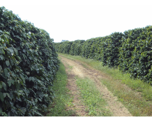 Imagem 5 de 14 de Excelente Fazenda Triplo Aptidão Minas Gerais