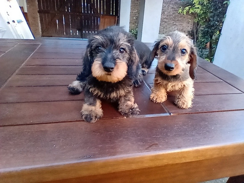 Dachshund Salchicha Pelo Duro Miniaturas Y Kaninchen Pedigrí