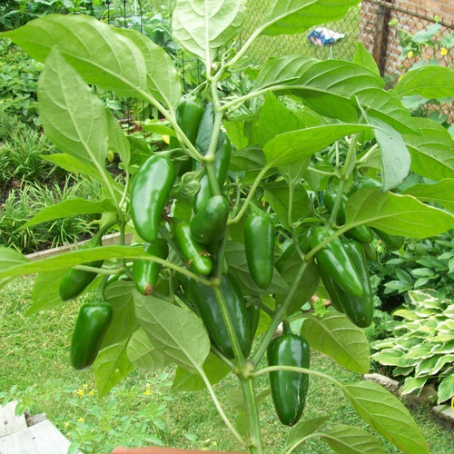 Imagem 10 de 10 de Sementes De Pimenta Jalapenho Mexicana Para Vaso Ou Hortas