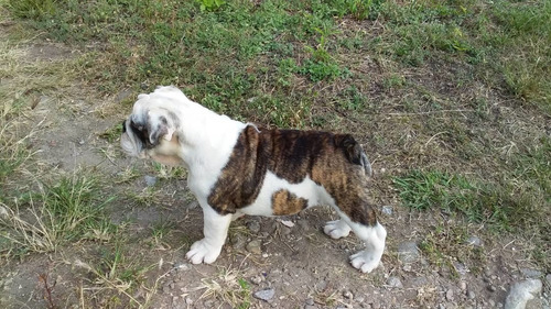 Imagen 2 de 5 de Cachorros Bulldog Ingles Con Pedigree