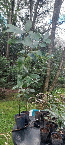 Plantas De Laurel