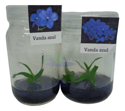 Orquídea Azul Bebé In Vitro 5 Vandas Azules Invitroorquid® 