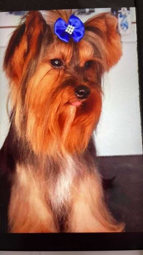 Yorkshire Hermoso Hembra Y Macho Disponible