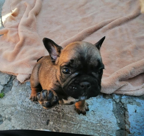 Cachorros Bulldog Francés Fawn Perro Manizales Villavicencio