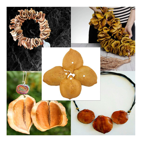 50 Fruto De Jacarandá Mimoso Para Artesanato Com Furo De 6mm