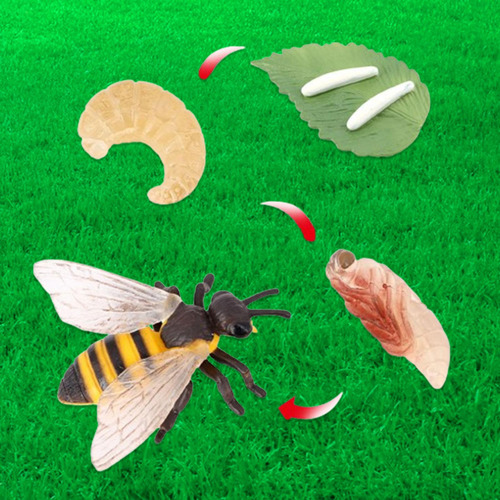 4 Ciclo De Vida De Los Juguetes De Abejas, Materiales