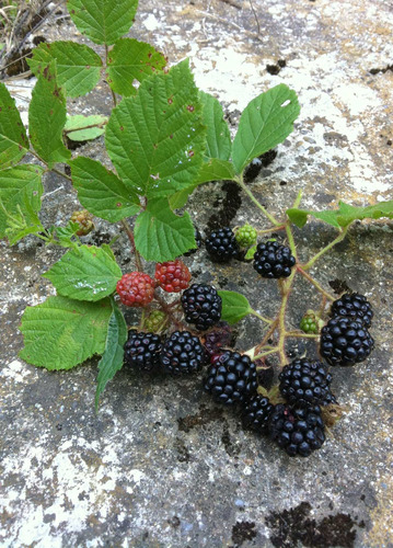 Cuadro 50x75cm Mora Baya Blackberry Comida Food Red M9