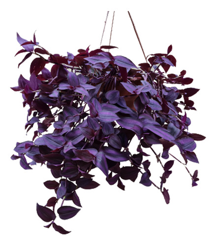 50 Mudas Lambari Roxo - Graúdos De 20 A 30cm T. Zebrina