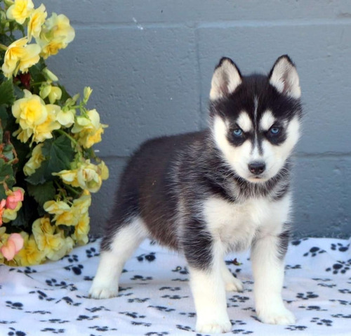 Husky Siberiano Cachorros Machos Y Hembras