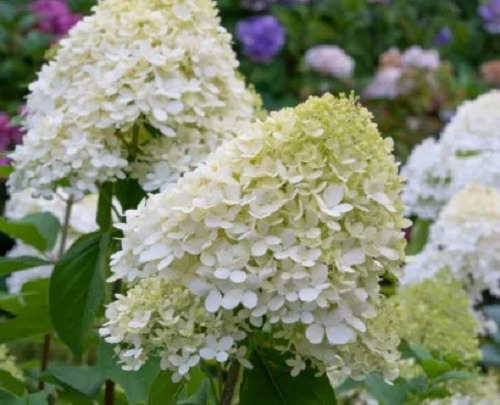 100 Semillas De Hortensia Paniculata + Instructivo
