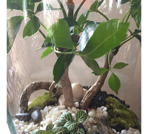 Bonsai En Capelo, Terrario Con Bonsai Junípero O Aralia