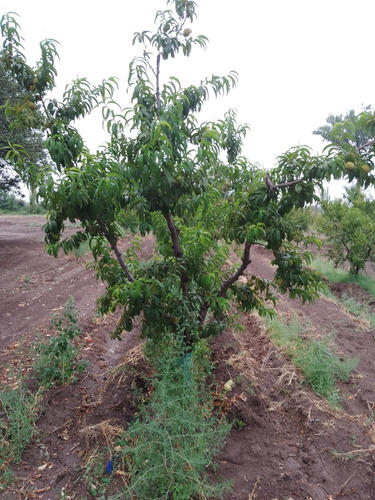 Finca En Producción Con Casa