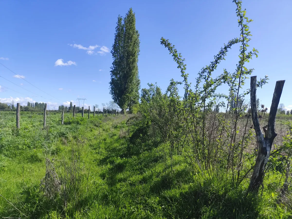 Imagen 4 de 26 de Vende 2,4 Hectareas Con Cabaña. La Sexta, Longaví