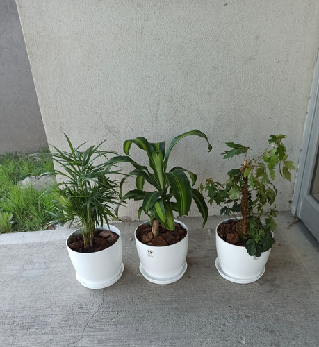 Combo De 3 Plantas De Interior + Maceta Premium N22 + Plato