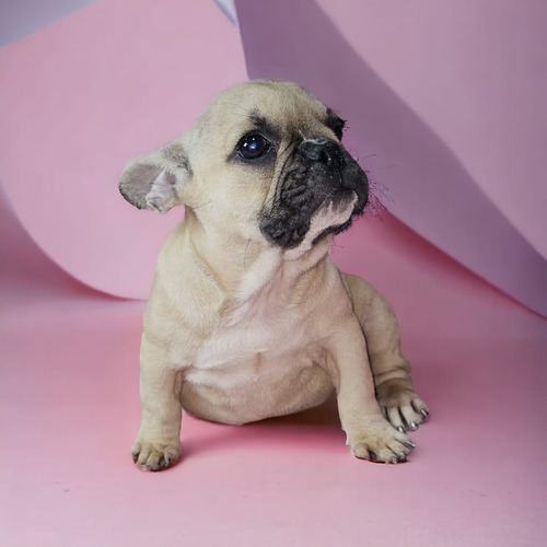 Bulldog Frances Hembra