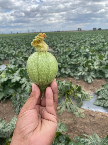Semilla De Calabaza Redonda Hibrida Siena F1 Westar Seeds