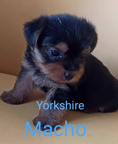 Cachorro Yorkshire