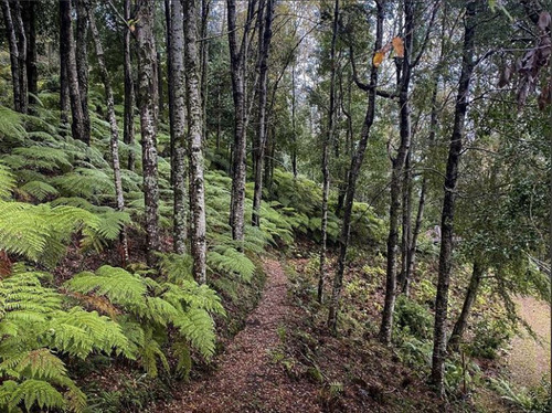 Parcela En Venta En Lago Colico, Cunco