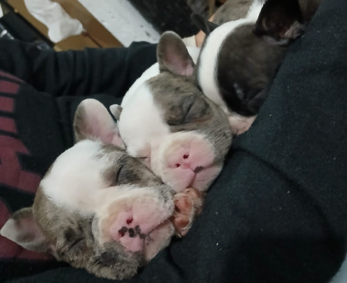 Cachorros Buldog Frances Exótico