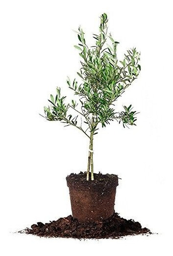 Arbequina Olive Tree: Planta Viva, Incluye Fertilizante De