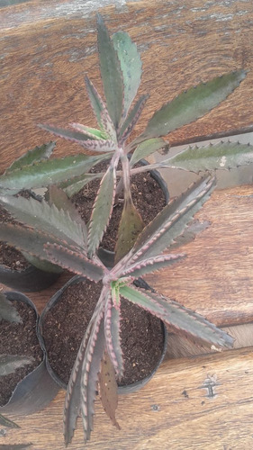 Kalanchoe Daigremontiana Suculenta Medicinal- Hago Envios!!