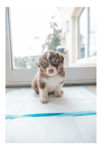 Mordillo para perros hotsell
