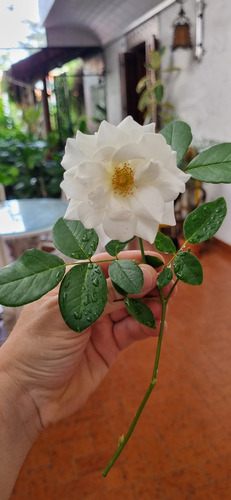 Planta Rosal Iceberg/ Pie Bajo