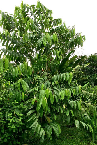 Semillas Árbol Annona Cherimola / Chirimoyo