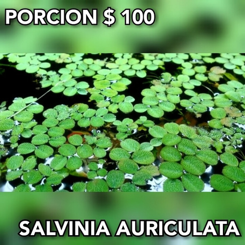 Salvinia Auriculata Plantas Flotantes De Acuario Y Estanques