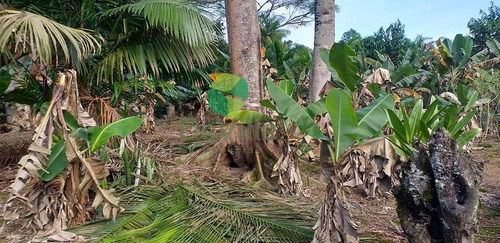 Chácara A Venda No Bairro Centro Em Garuva - Sc. - 352-1