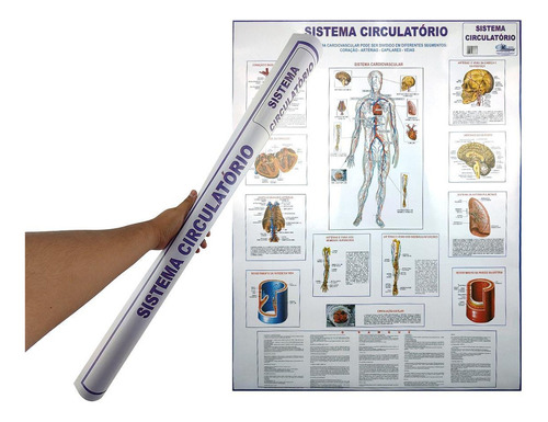 Banner Mapa Sistema Circulatório Anatomia Do Corpo Humano