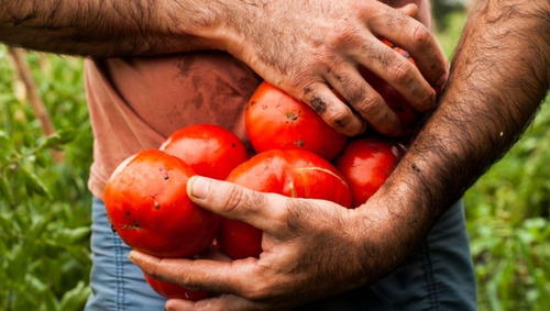 Semillas Tomate Platense (muy Jugoso) X Sobre Huerta En Casa