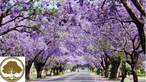 Jacaranda Morada Para Bonsais Enanos Hermosos