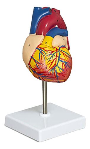 Modelo De Corazón, Modelo De Corazón Humano De Tamaño Natura