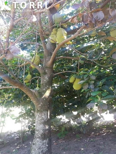 Imagem 11 de 15 de Chácara A Venda Em Salto De Pirapora - Ch00171 - 34829592