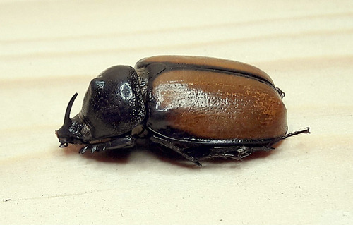 Escarabajo; Golofa Pusilla - Macho, Mediano, A1