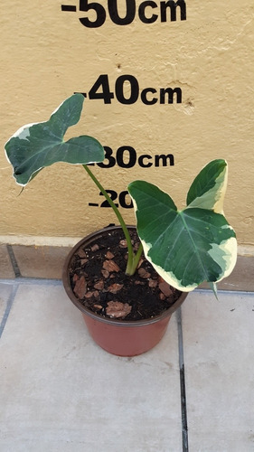 De Semillas Alocasia Xanthosoma Marginata, Envio Todo Mexico