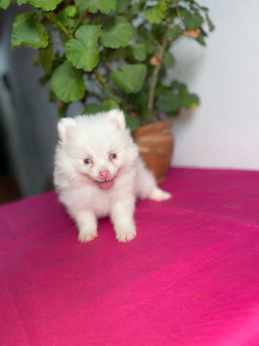 Cachorra Pomeranian Albina Animal Pets Colombia 