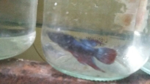 Imagen 4 de 9 de Bettas Machos Juveniles