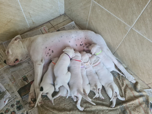 Filhotes Dogo Argentino