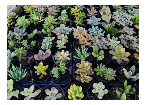 Kit 10 Mudas Flor Suculentas Promoção