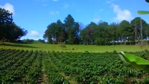 Piendamó, 23 Plazas Ganaderas Y/o Agrícolas.