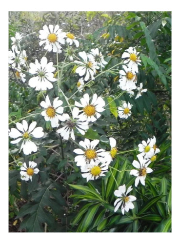 Plantin Margarita De Arbol