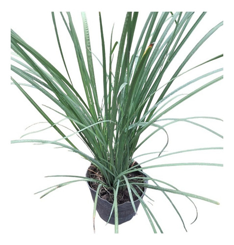 Dietes Bicolor 3 L Ideal Canteros Bajo Mantenimiento