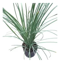 Comprar Dietes Bicolor 3 L Ideal Canteros Bajo Mantenimiento