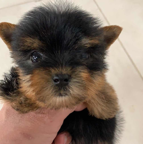 Yorkshire Terrier Macho Mini Retíralo Hoy