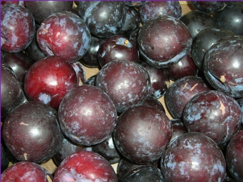 Ciruelo Moscatel( Arbol ) , Ciruela , 1,50m Morada