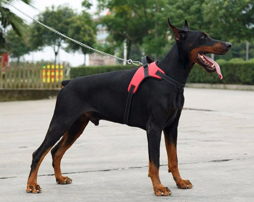 Pechera Perro Husky Pastor Aleman Labrador Rojo Ajustable